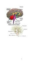 Kutatási anyagok 'The Third Eye - Pineal Gland', 5.                