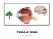 Prezentációk 'Vision and Brain', 1.                